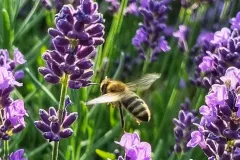 IMG_20240624_152457_815