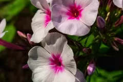 IMG_20240624_152457_848