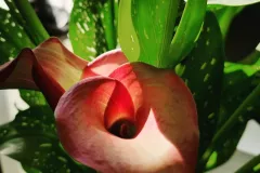 IMG_20250509_151843_274