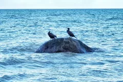 IMG_20240114_175158_352
